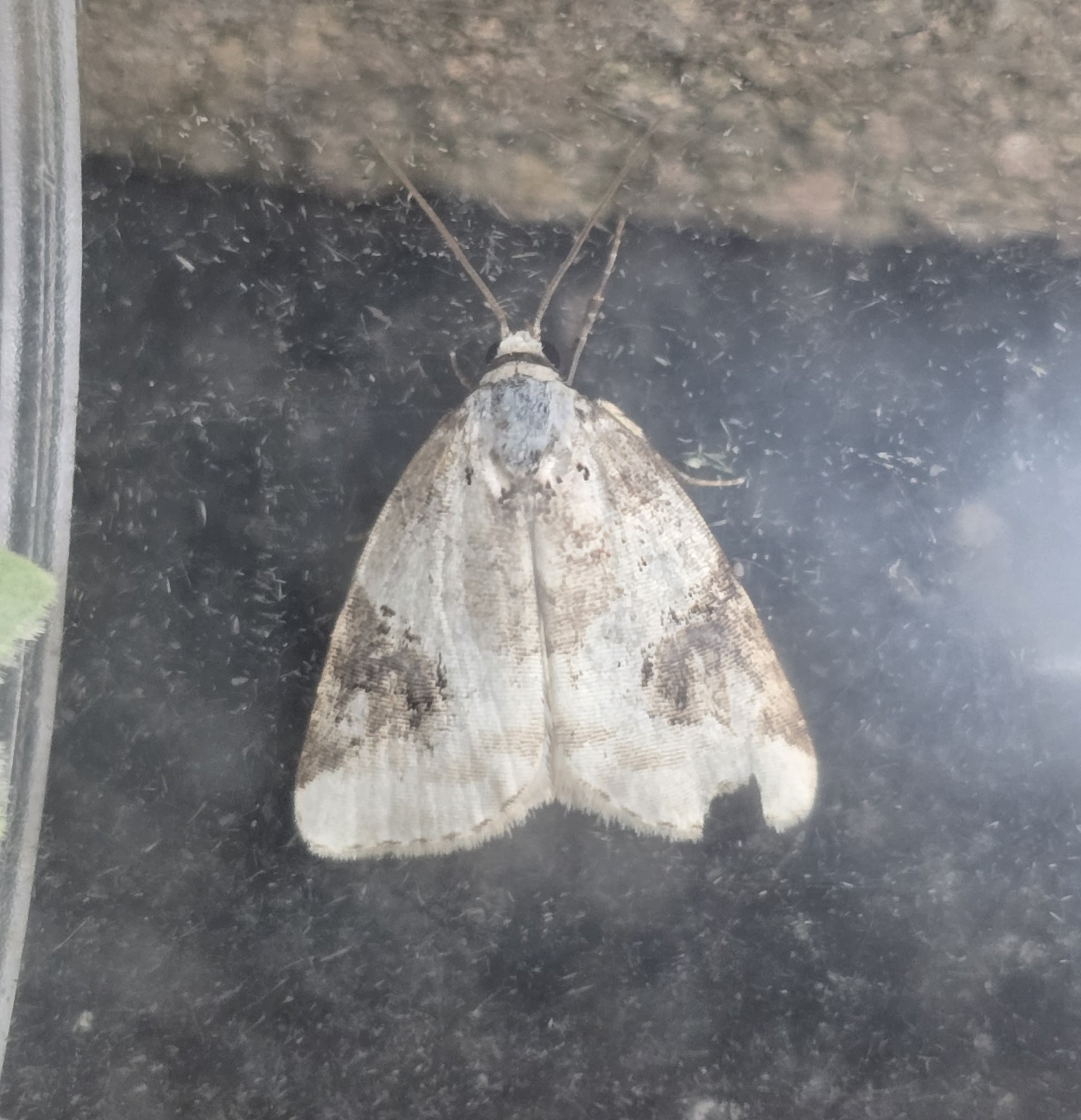 Photo of Shining Marbled (Pseudeustrotia candidula)